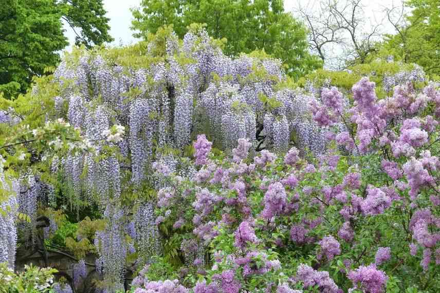 glycine guide d'achat