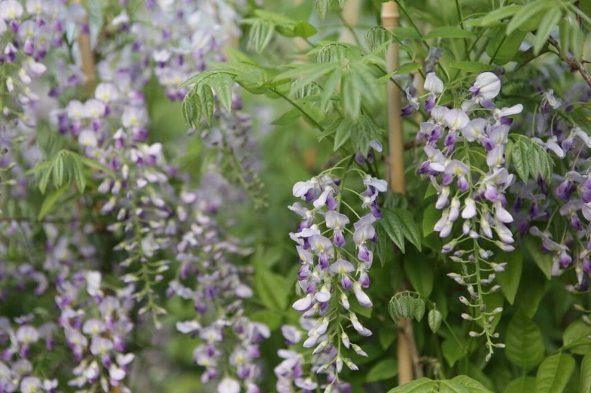 Glycine : tous nos conseils pour bien les choisir !