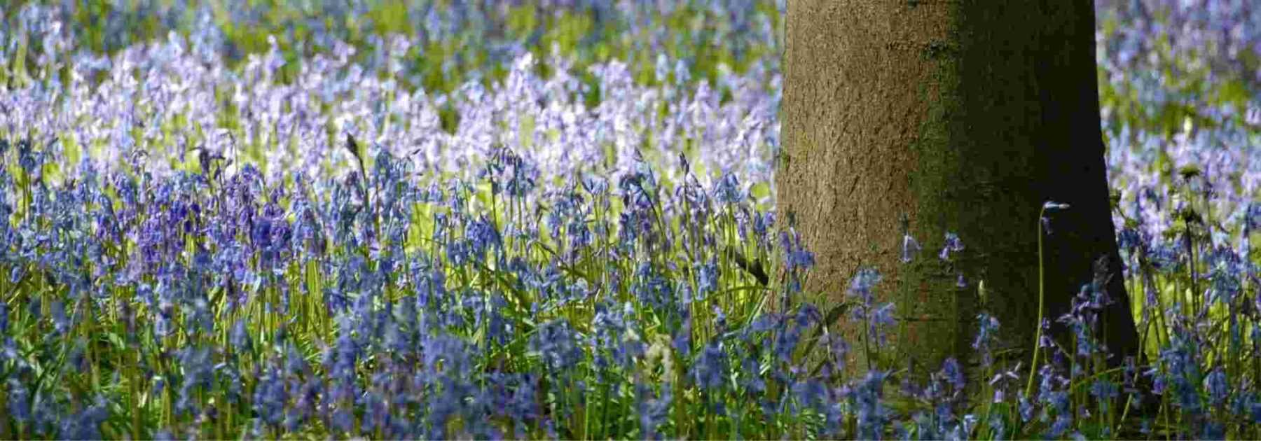 6 bulbes faciles à naturaliser au jardin