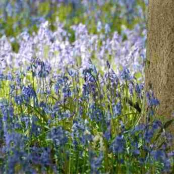 6 bulbes faciles à naturaliser au jardin