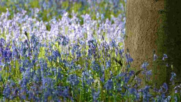 6 bulbes faciles à naturaliser au jardin