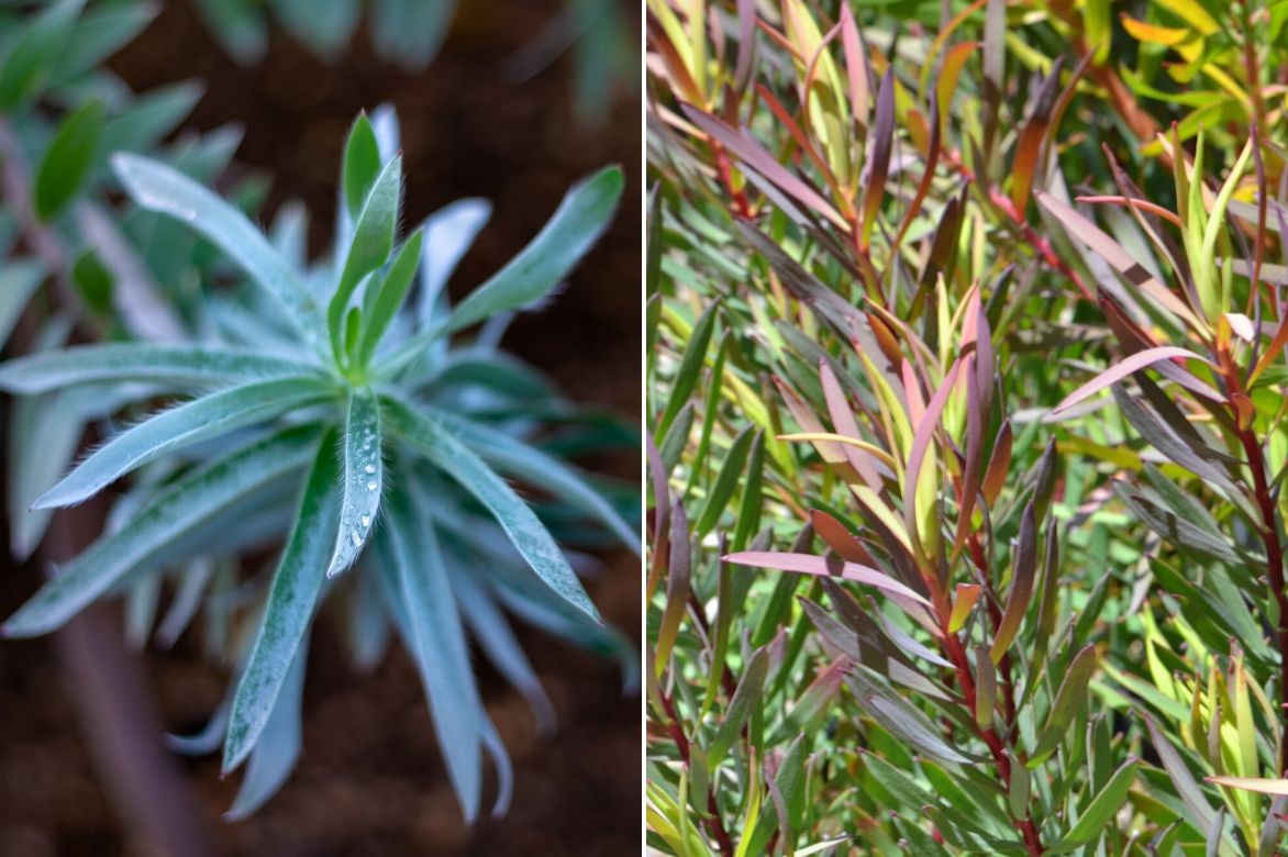 leucadendron