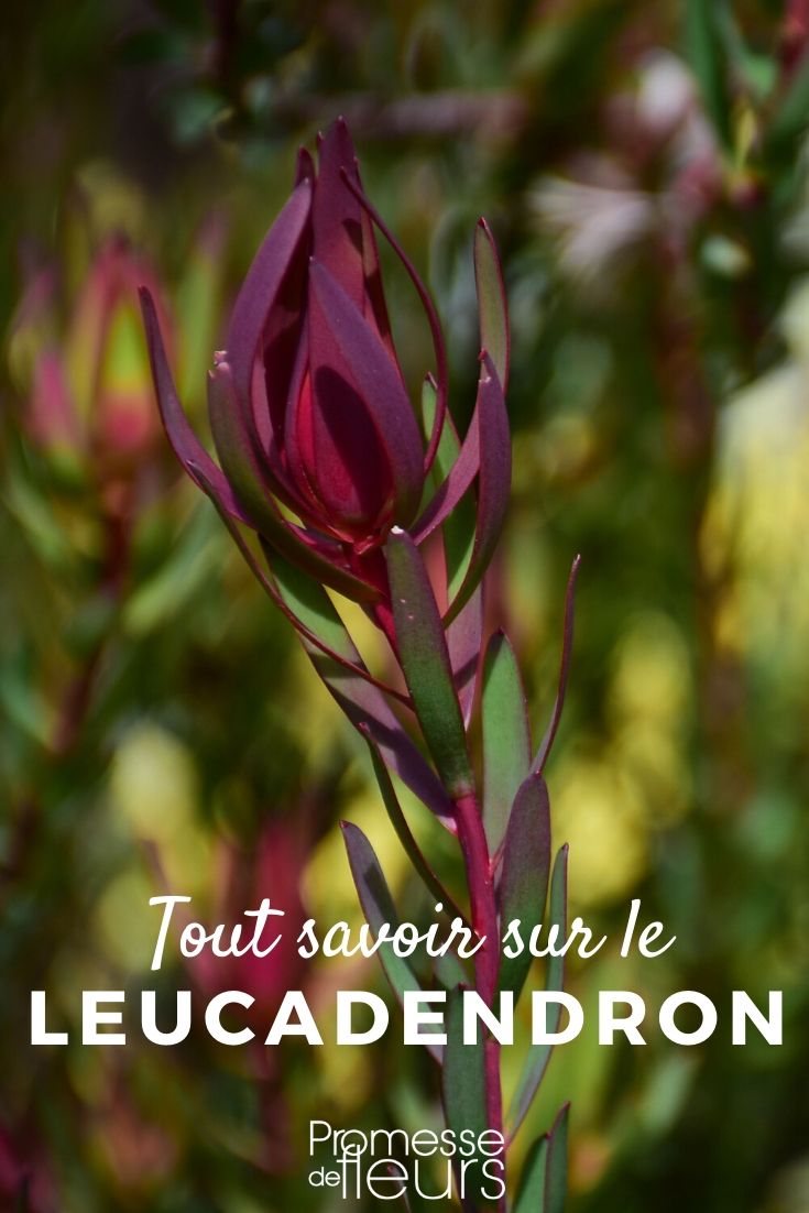 leucadendron tout savoir