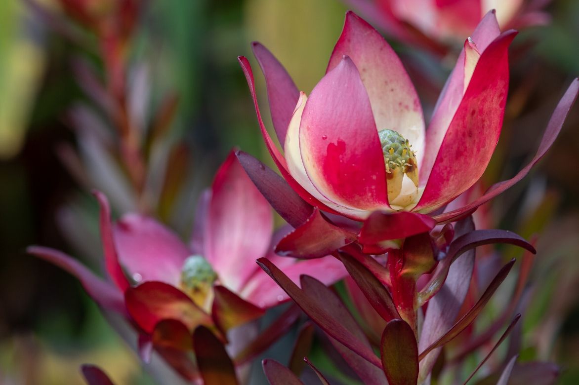 leucadendron