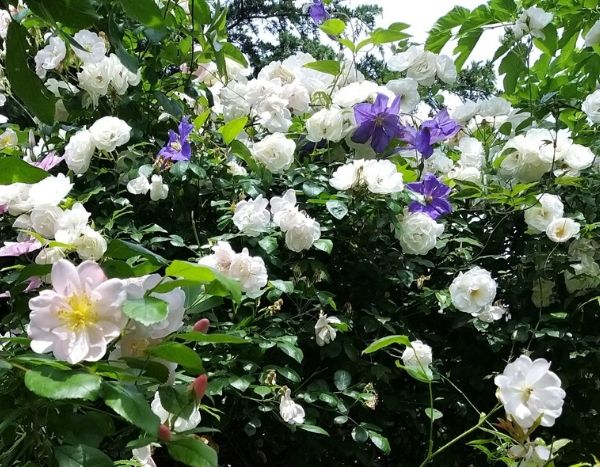 Nos clients ont du talent : le jardin de roses de Thierry