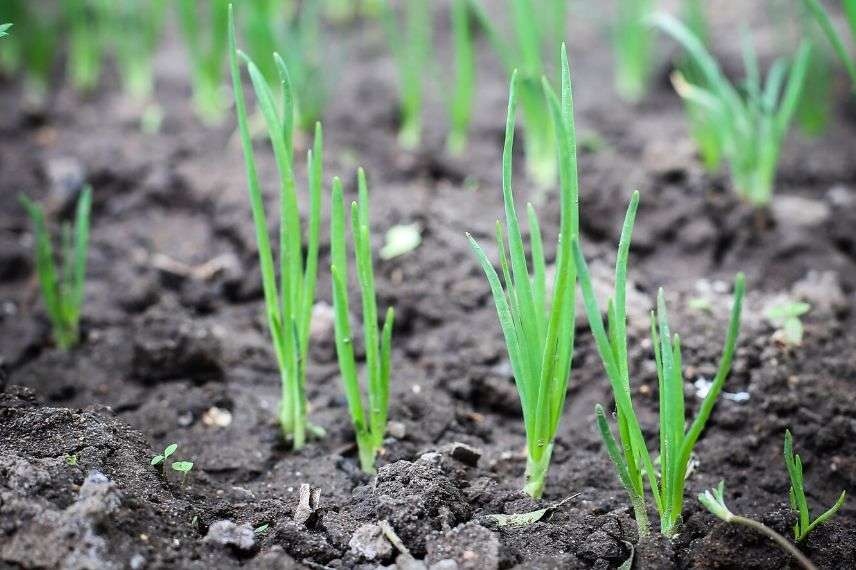 calendrier potager : que semer en février ?