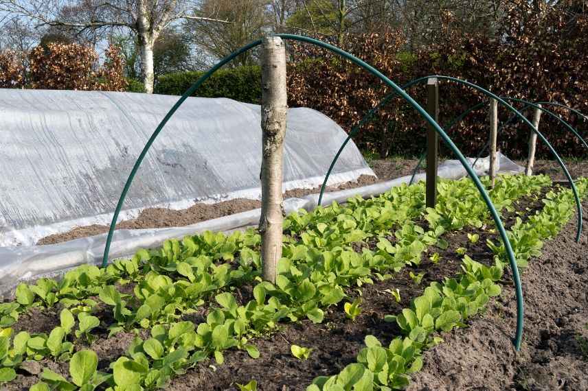 Le calendrier potager de février - Promesse de Fleurs