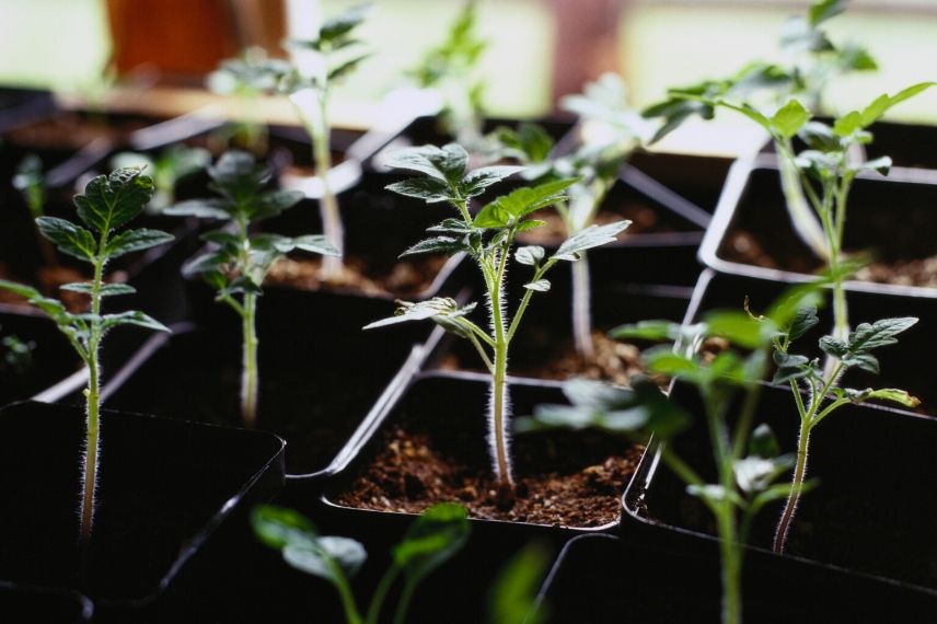 Semis de fleurs et de légumes en février