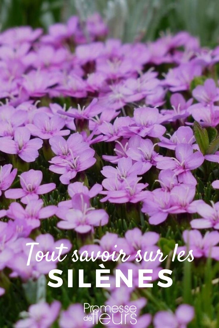 silene tout savoir