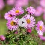 Comment tuteurer des Asters ? Les astuces de Stéphane