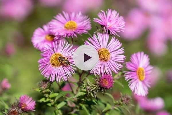 Comment tuteurer des Asters ? Les astuces de Stéphane