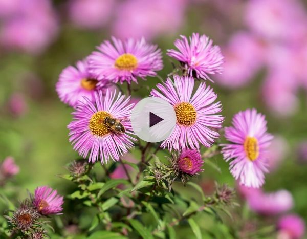 Comment tuteurer des Asters ? Les astuces de Stéphane