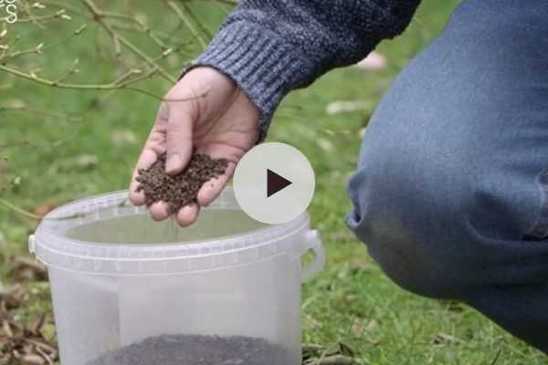 Comment utiliser du fumier dans son jardin ?