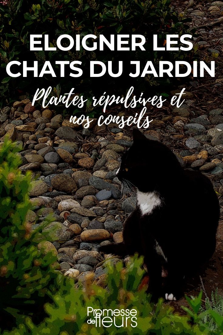 Répulsif Intérieur et Extérieur Chat