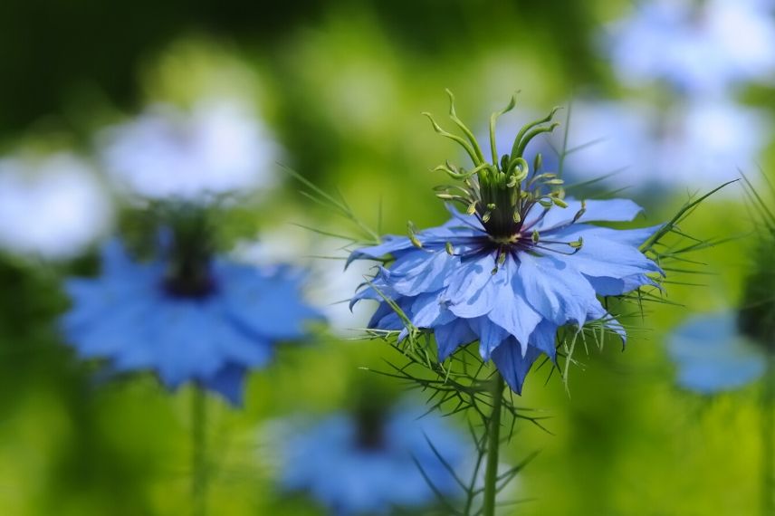 10 flores anuais fáceis de semear: nigela