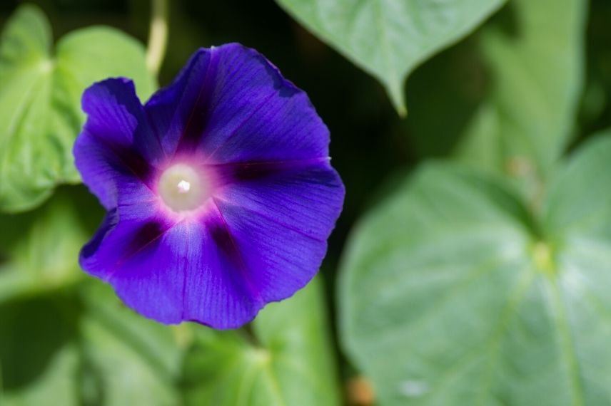 10 fleurs annuelles facile à semer : ipomée