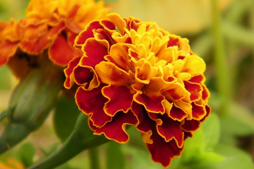 10 fleurs annuelles facile à semer : tagetes