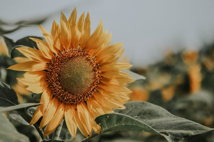 10 fleurs annuelles facile à semer : tournesol