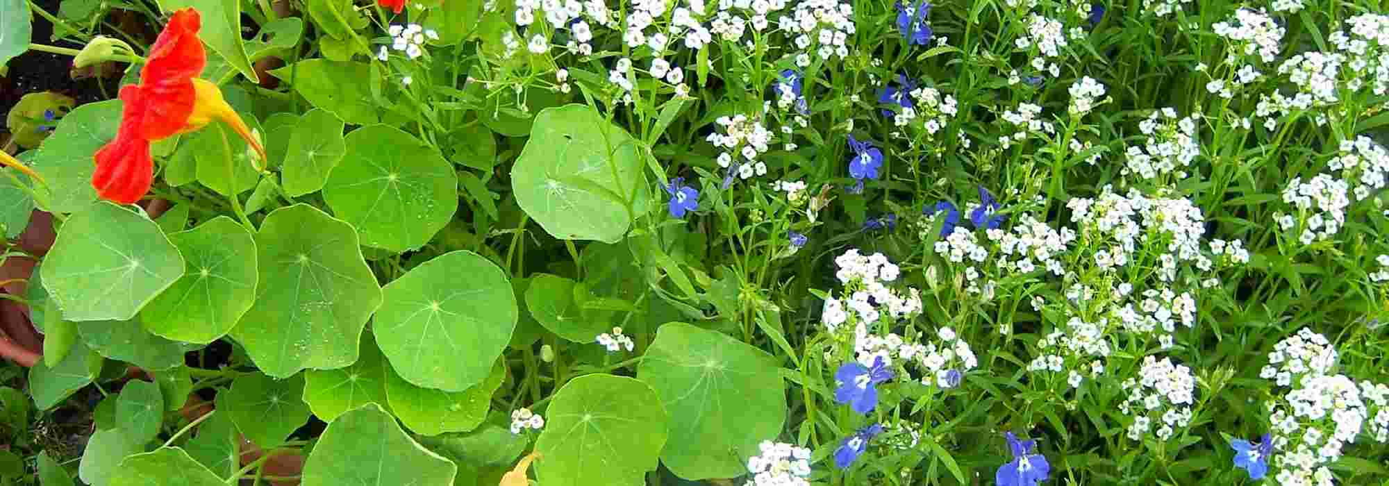 10 fleurs annuelles faciles à semer