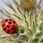 Lutte biologique au jardin et au potager : les insectes auxiliaires