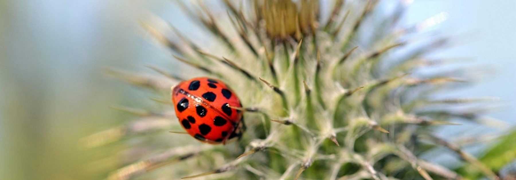 Lutte biologique au jardin et au potager : les insectes auxiliaires