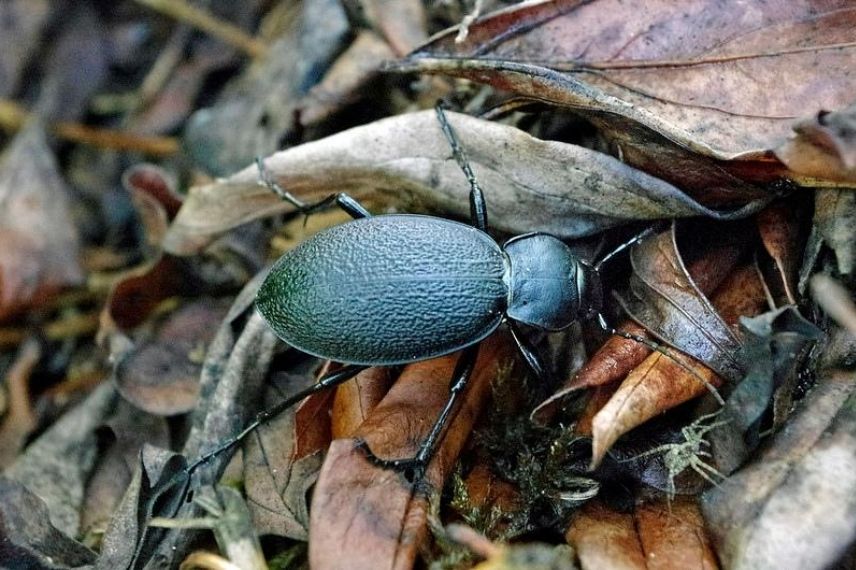 lutte biologique, insecte