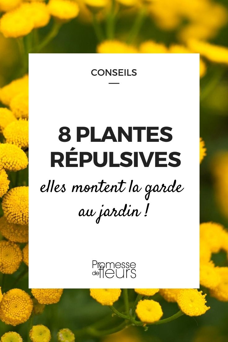 20 plantes anti-mouche pour le jardin