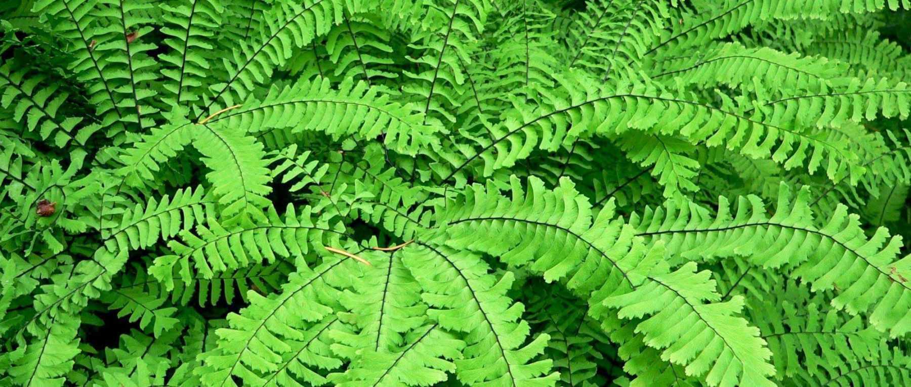 La Capillaire ou Adiantum : plantation, culture et entretien