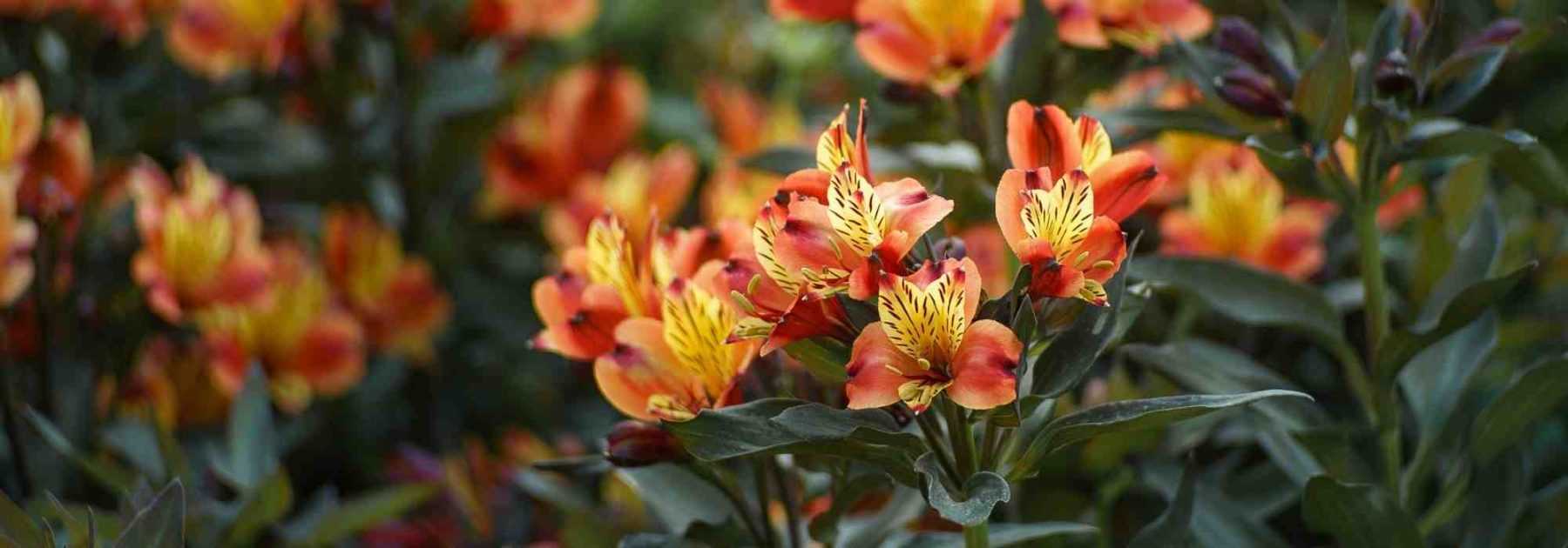 7 idées pour associer les alstroemeria