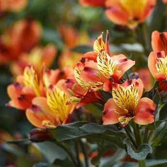 7 idées pour associer les alstroemeria