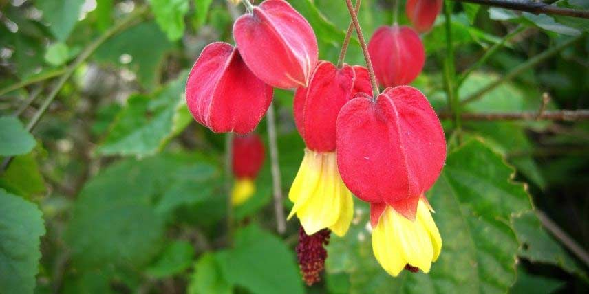 La floraison rouge et jaune d'un Abutilon