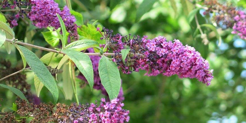 La floraison du Buddleia, ou Arbre aux papillons