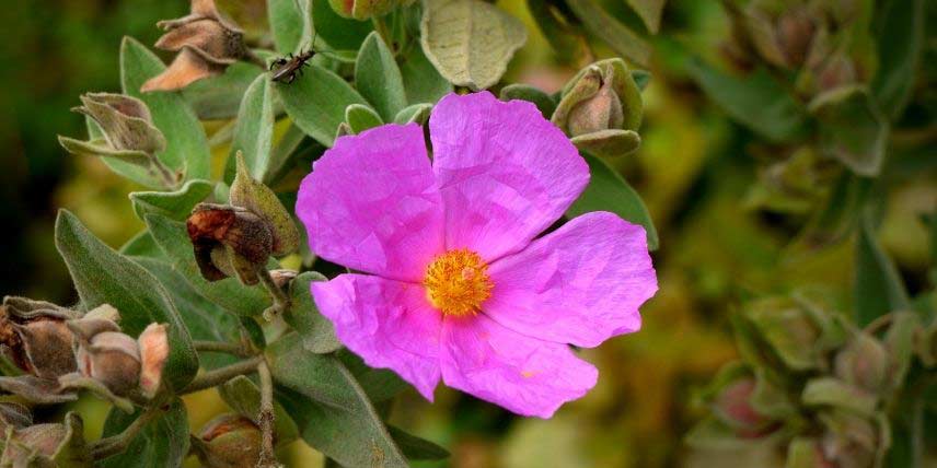 La floraison du Ciste cotonneux