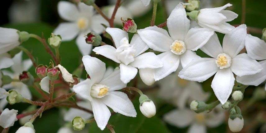 L'élégante floraison blanche d'un Deutzia