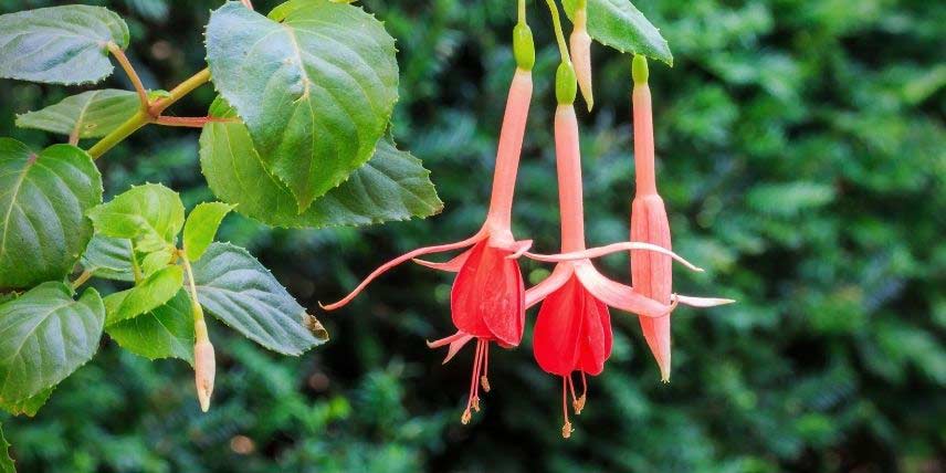 La floraison du Fuchsia Helena