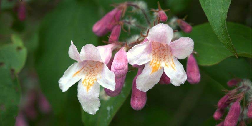 Les fleurs du Kolkwitzia, ou Buisson de Beauté