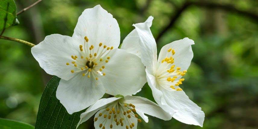 Les fleurs blanches d'un Seringat