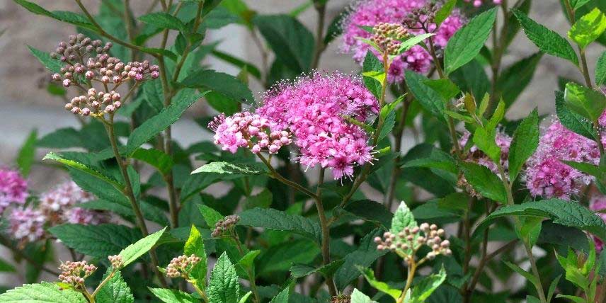 La floraison de la Spirée japonaise