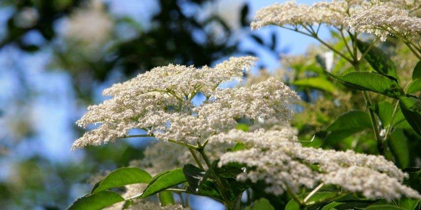 La floraison du Sureau noir