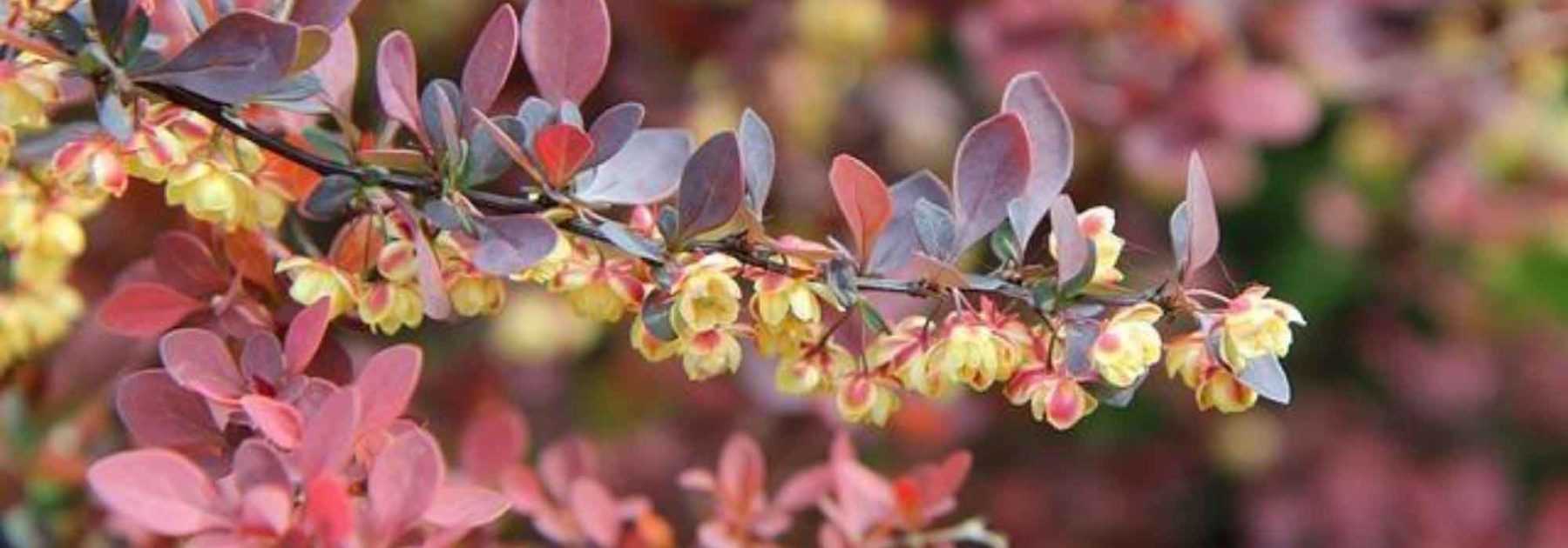 7 arbustes increvables pour jardinier débutant