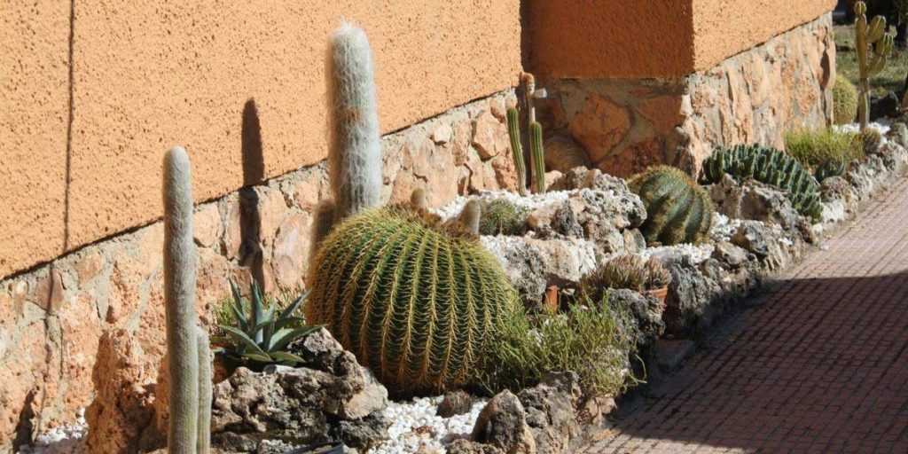 plantes grasses rustiques ! Cactus-exterieur-Plantation-2-1024x512