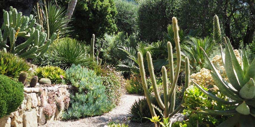 Faire un jardin de cactus: exemple