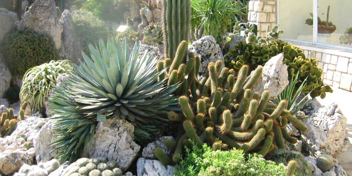 Cactus dans le jardin : nos conseils pour les mettre en valeur
