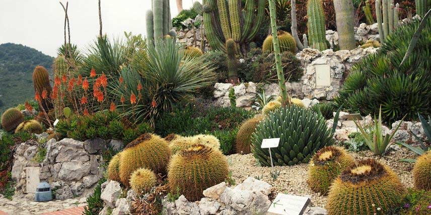 Cactus : les variétés et les conditions de plantation au jardin