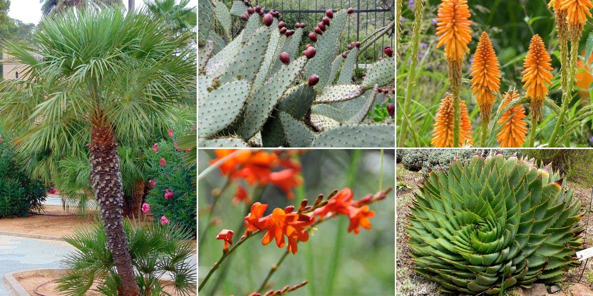 12 plantes grasses extérieures qui ne gèlent pas ! - Jardinage