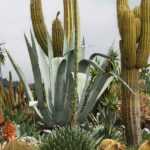 Cactus et plantes grasses d’extérieur : Planter, cultiver et entretenir
