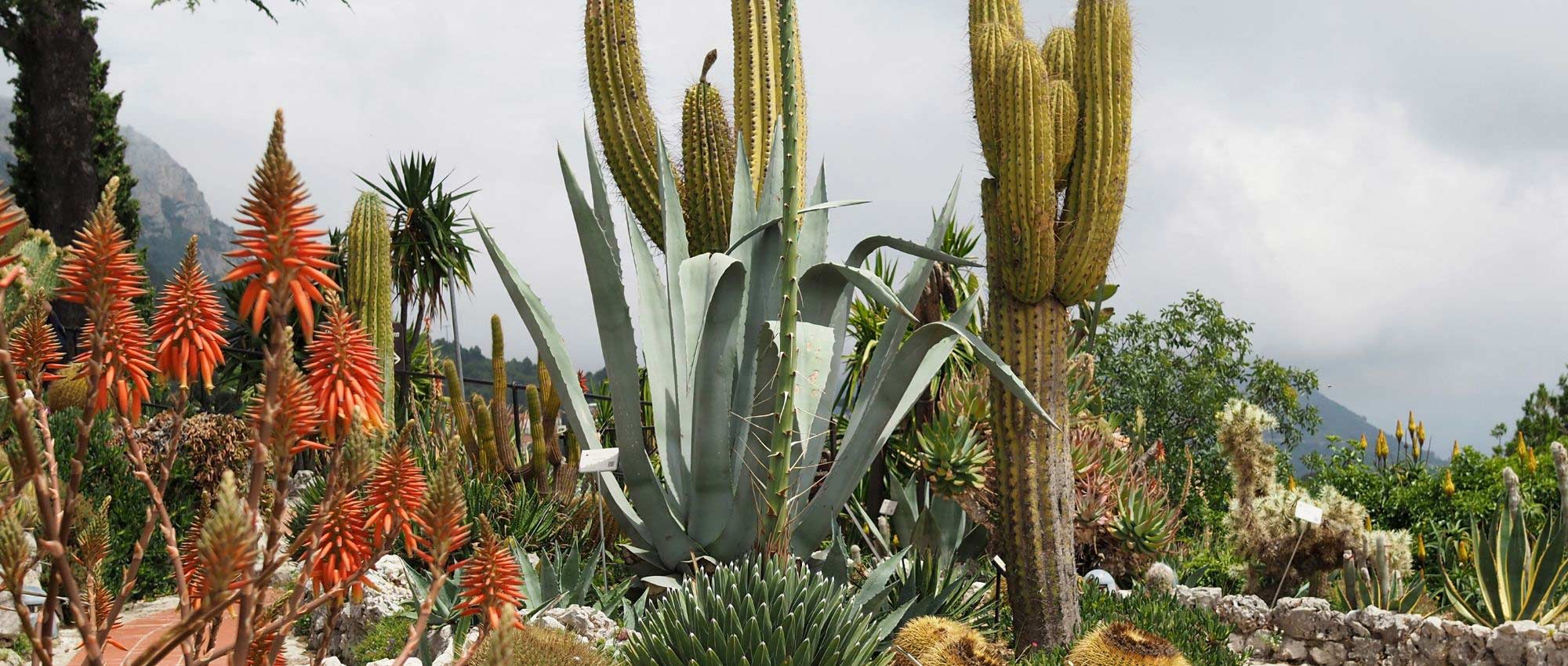 Cactus et plantes grasses d’extérieur : Planter, cultiver et entretenir