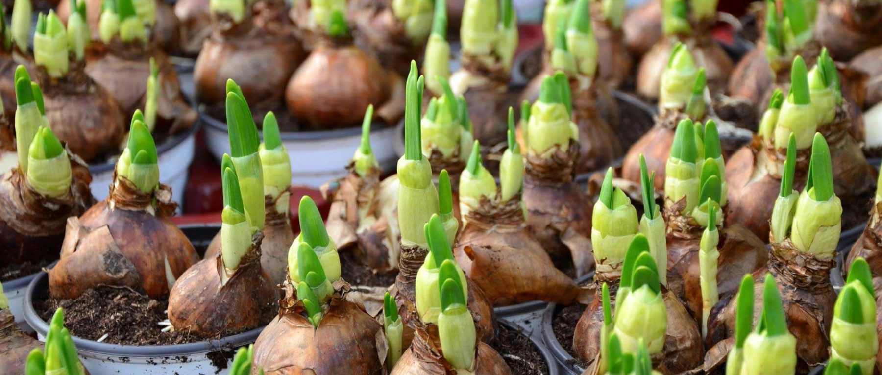 Les plantes à bulbe : de la couleur de tous bords