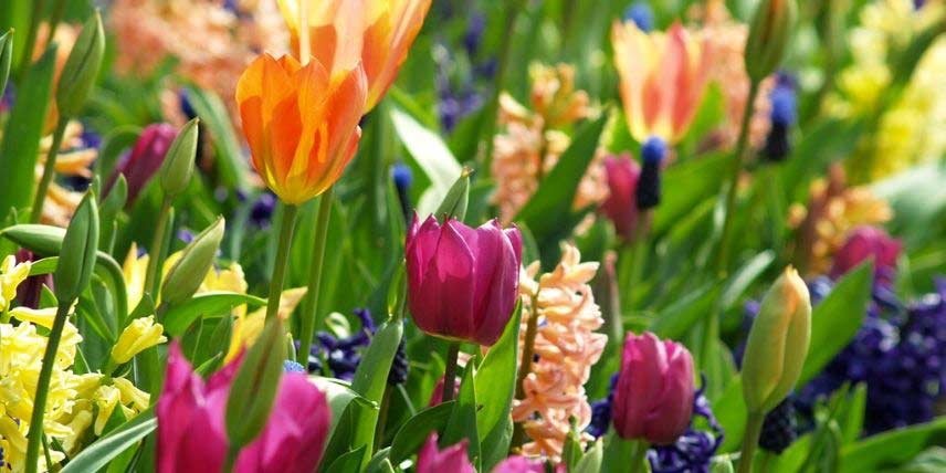 La floraison des plantes bulbeuses : tulipes, jacinthes... 