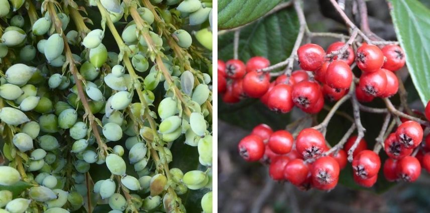 écologique, environnement, gite, nourriture, abri